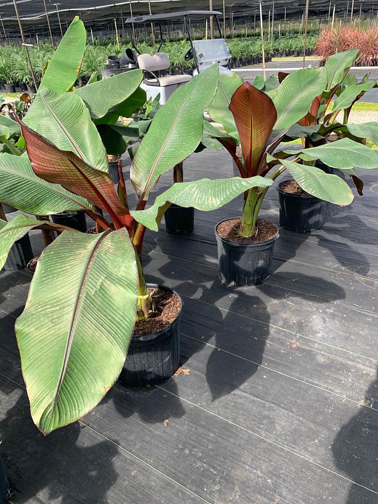ensete-ventricosum-maurelii-musa-maurelii-maurelii-red-banana-abyssinian-banana