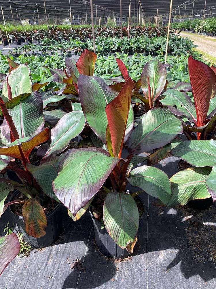 ensete-ventricosum-maurelii-musa-maurelii-maurelii-red-banana-abyssinian-banana