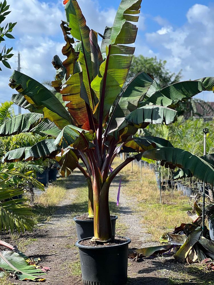 ensete-ventricosum-maurelii-musa-maurelii-maurelii-red-banana-abyssinian-banana