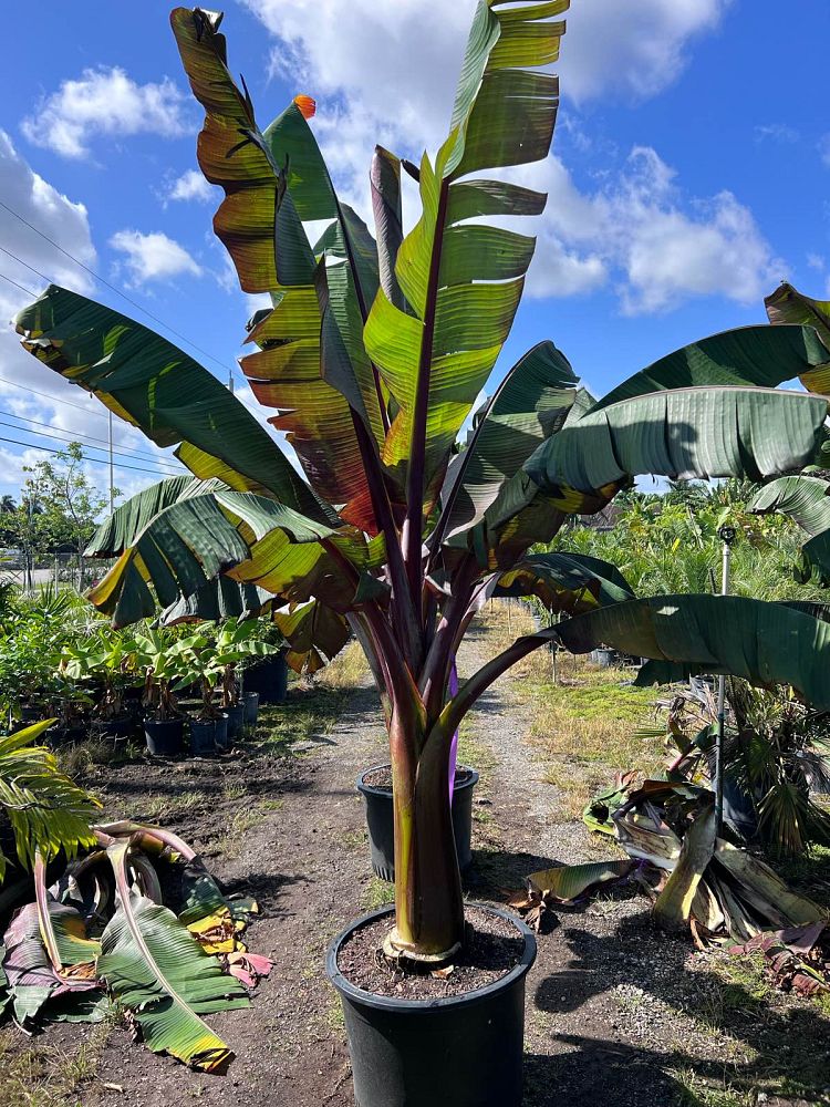 ensete-ventricosum-maurelii-musa-maurelii-maurelii-red-banana-abyssinian-banana