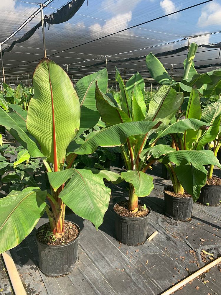 ensete-ventricosum-maurelii-musa-maurelii-maurelii-red-banana-abyssinian-banana