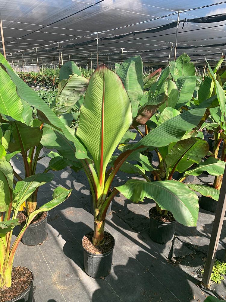 ensete-ventricosum-maurelii-musa-maurelii-maurelii-red-banana-abyssinian-banana