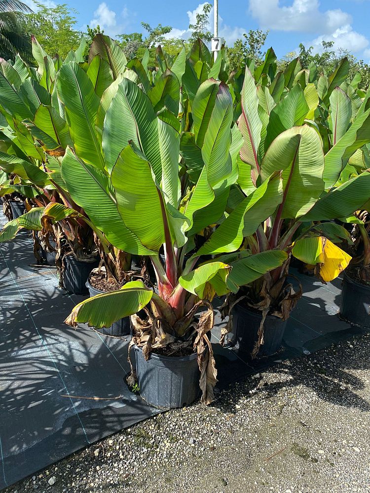 ensete-ventricosum-maurelii-musa-maurelii-maurelii-red-banana-abyssinian-banana