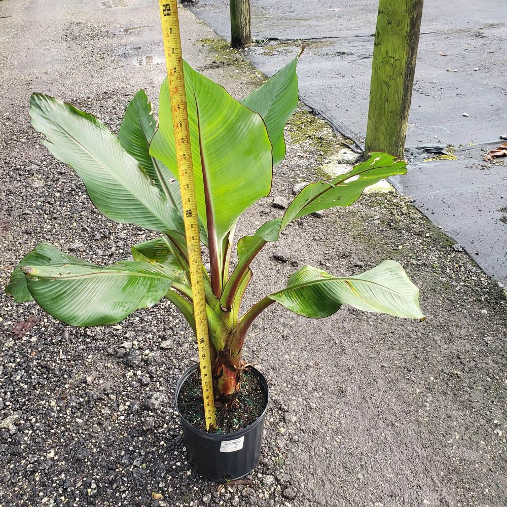 ensete-ventricosum-maurelii-musa-maurelii-maurelii-red-banana-abyssinian-banana