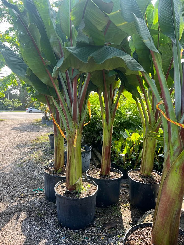 ensete-ventricosum-maurelii-musa-maurelii-maurelii-red-banana-abyssinian-banana