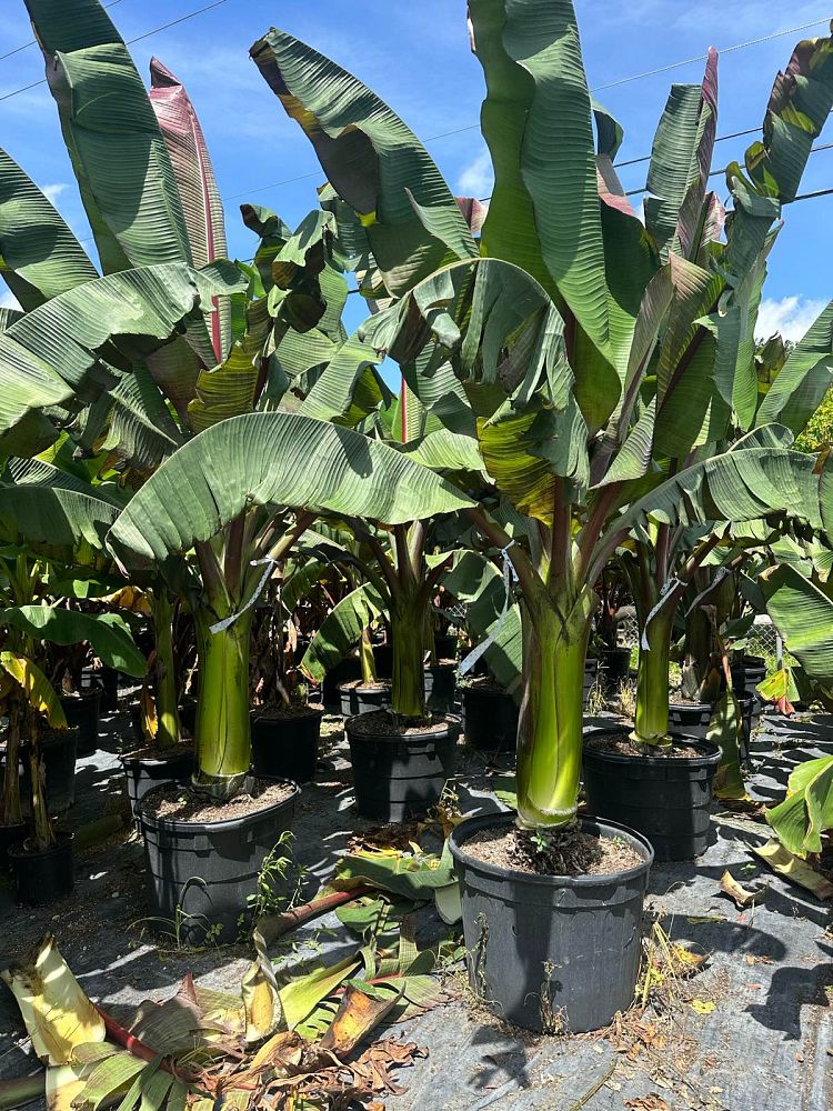 ensete-ventricosum-maurelii-musa-maurelii-maurelii-red-banana-abyssinian-banana