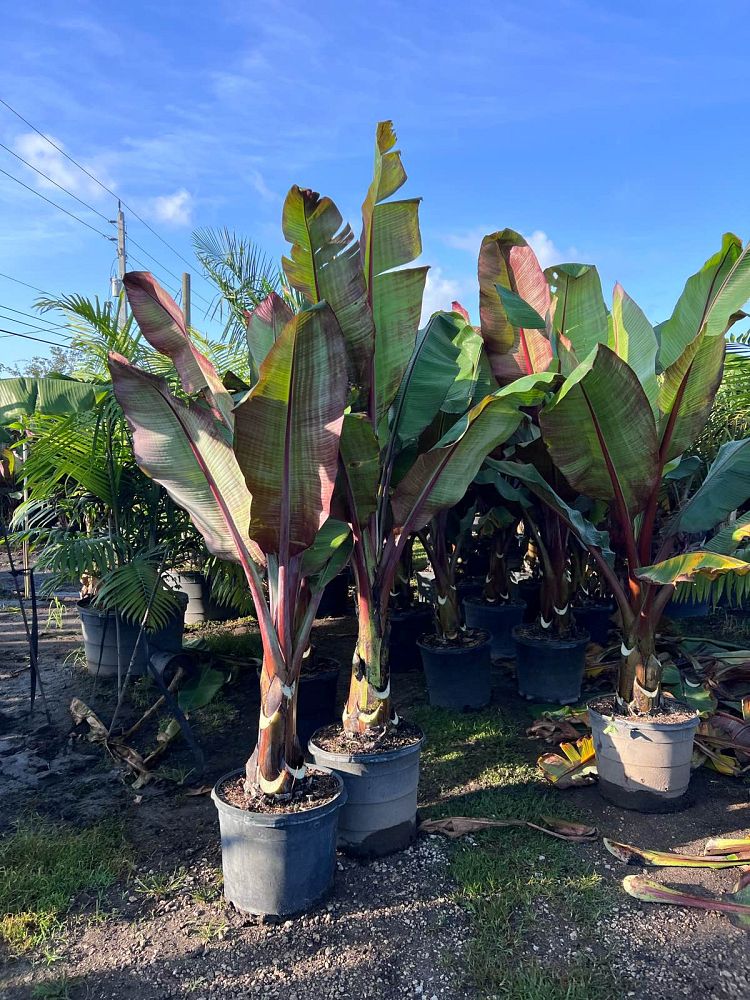 ensete-ventricosum-maurelii-musa-maurelii-maurelii-red-banana-abyssinian-banana