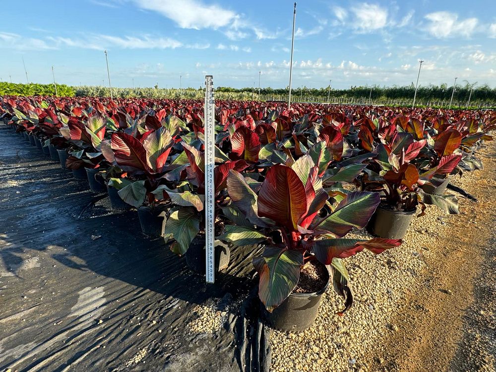ensete-ventricosum-maurelii-musa-maurelii-maurelii-red-banana-abyssinian-banana