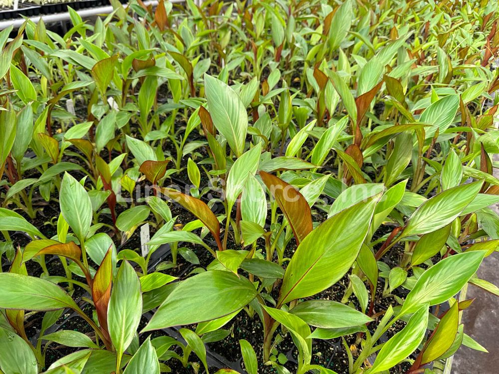 ensete-ventricosum-maurelii-musa-maurelii-maurelii-red-banana-abyssinian-banana