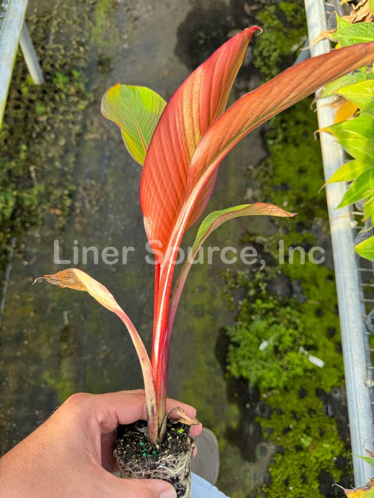 ensete-ventricosum-maurelii-musa-maurelii-maurelii-red-banana-abyssinian-banana