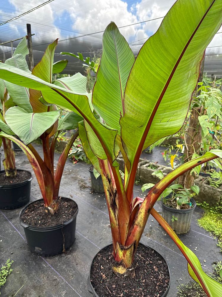 ensete-ventricosum-maurelii-musa-maurelii-maurelii-red-banana-abyssinian-banana