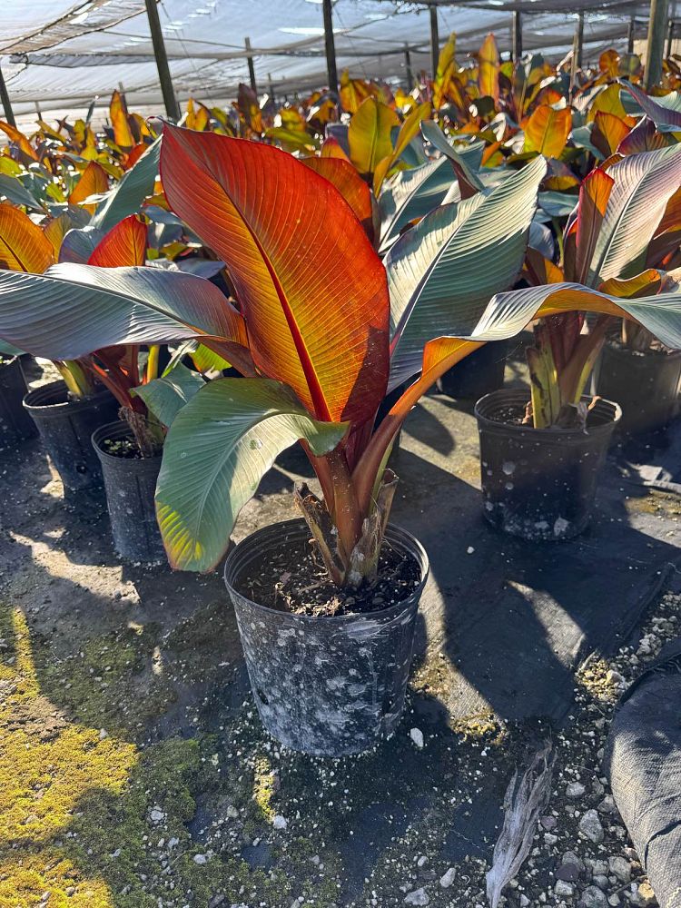 ensete-ventricosum-maurelii-musa-maurelii-maurelii-red-banana-abyssinian-banana