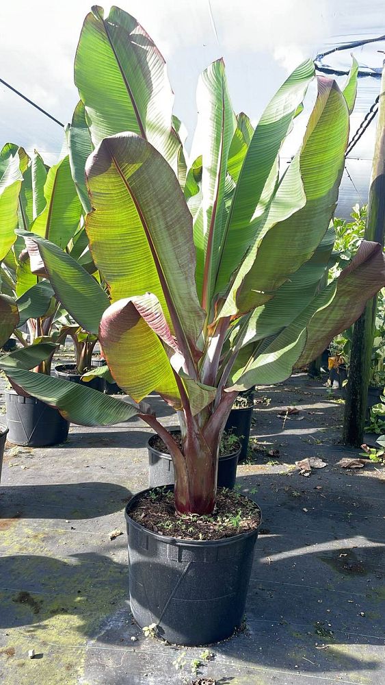 ensete-ventricosum-maurelii-musa-maurelii-maurelii-red-banana-abyssinian-banana