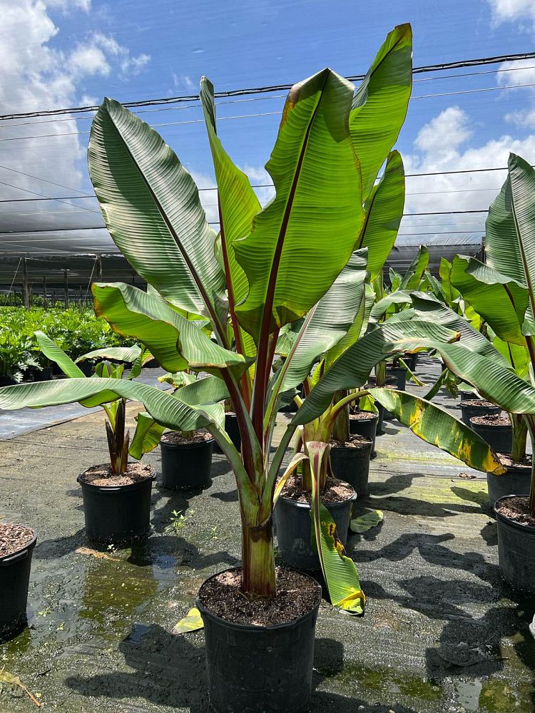ensete-ventricosum-maurelii-musa-maurelii-maurelii-red-banana-abyssinian-banana