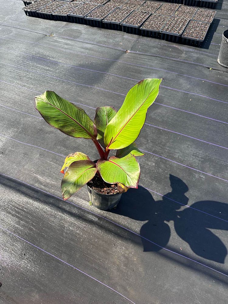 ensete-ventricosum-maurelii-musa-maurelii-maurelii-red-banana-abyssinian-banana