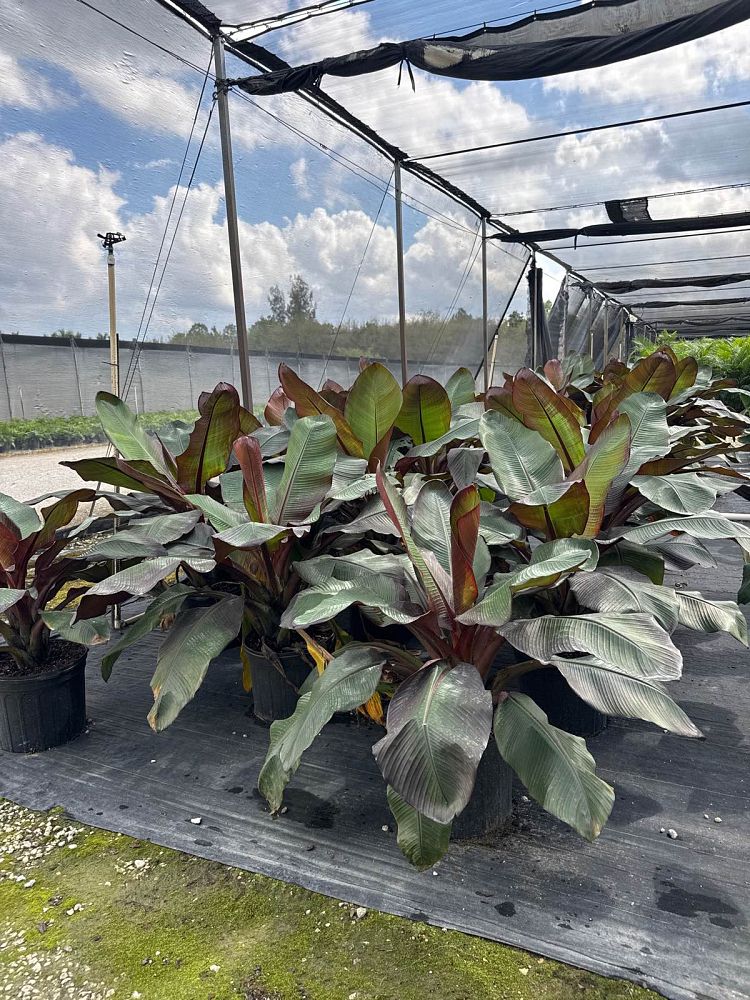 ensete-ventricosum-maurelii-musa-maurelii-maurelii-red-banana-abyssinian-banana