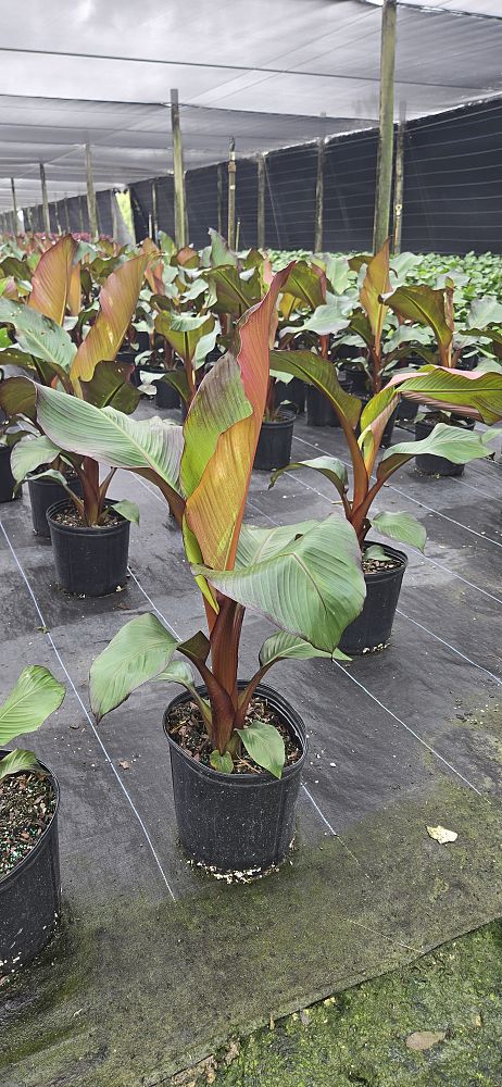 ensete-ventricosum-maurelii-musa-maurelii-maurelii-red-banana-abyssinian-banana