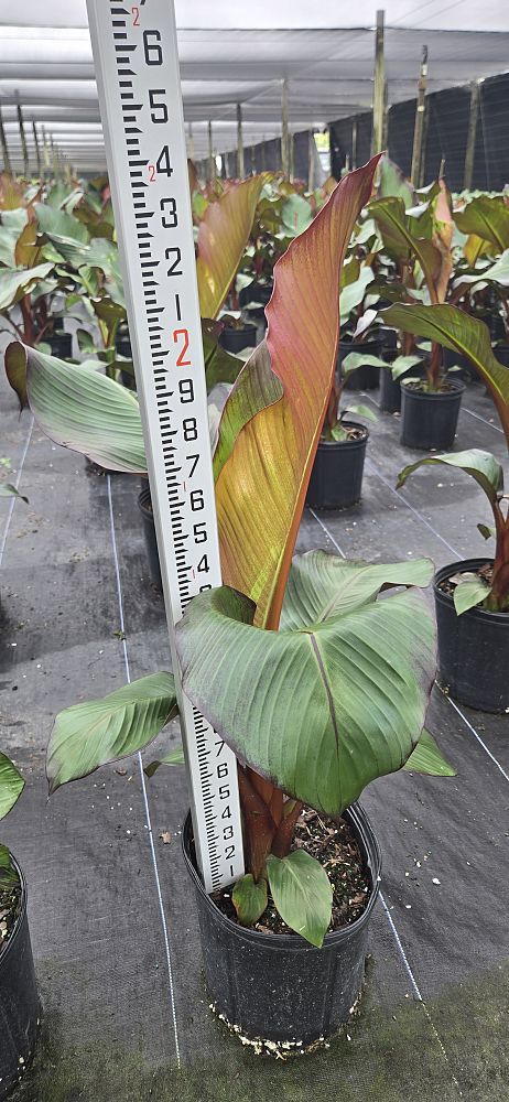 ensete-ventricosum-maurelii-musa-maurelii-maurelii-red-banana-abyssinian-banana