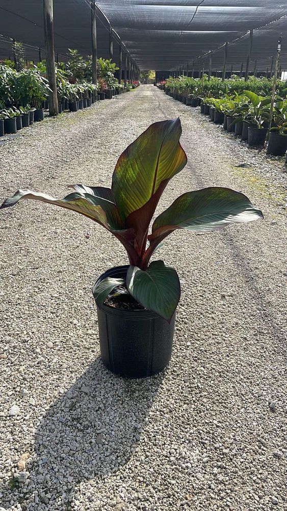 ensete-ventricosum-maurelii-musa-maurelii-maurelii-red-banana-abyssinian-banana