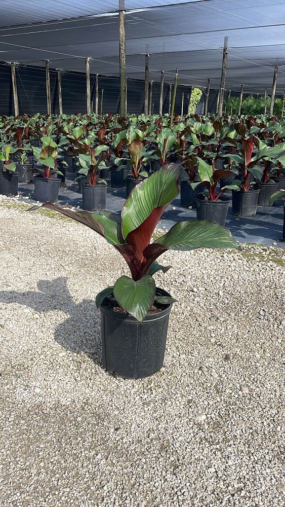 ensete-ventricosum-maurelii-musa-maurelii-maurelii-red-banana-abyssinian-banana