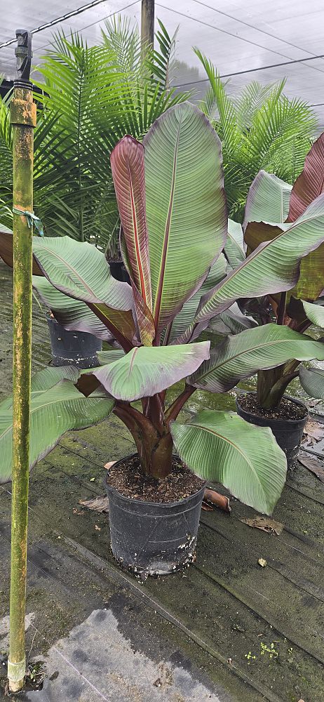 ensete-ventricosum-maurelii-musa-maurelii-maurelii-red-banana-abyssinian-banana
