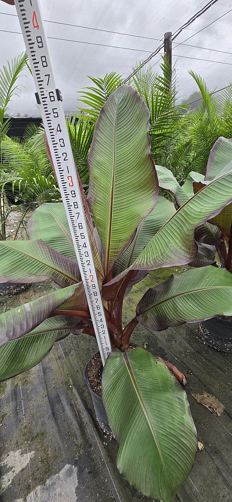 ensete-ventricosum-maurelii-musa-maurelii-maurelii-red-banana-abyssinian-banana