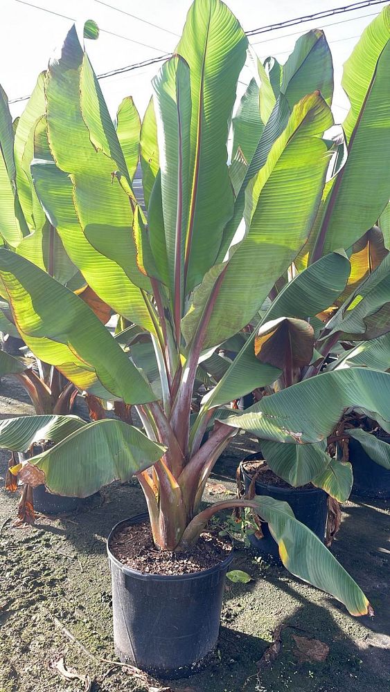 ensete-ventricosum-maurelii-musa-maurelii-maurelii-red-banana-abyssinian-banana