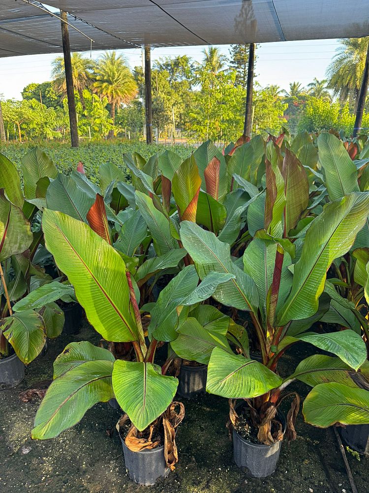 ensete-ventricosum-maurelii-musa-maurelii-maurelii-red-banana-abyssinian-banana