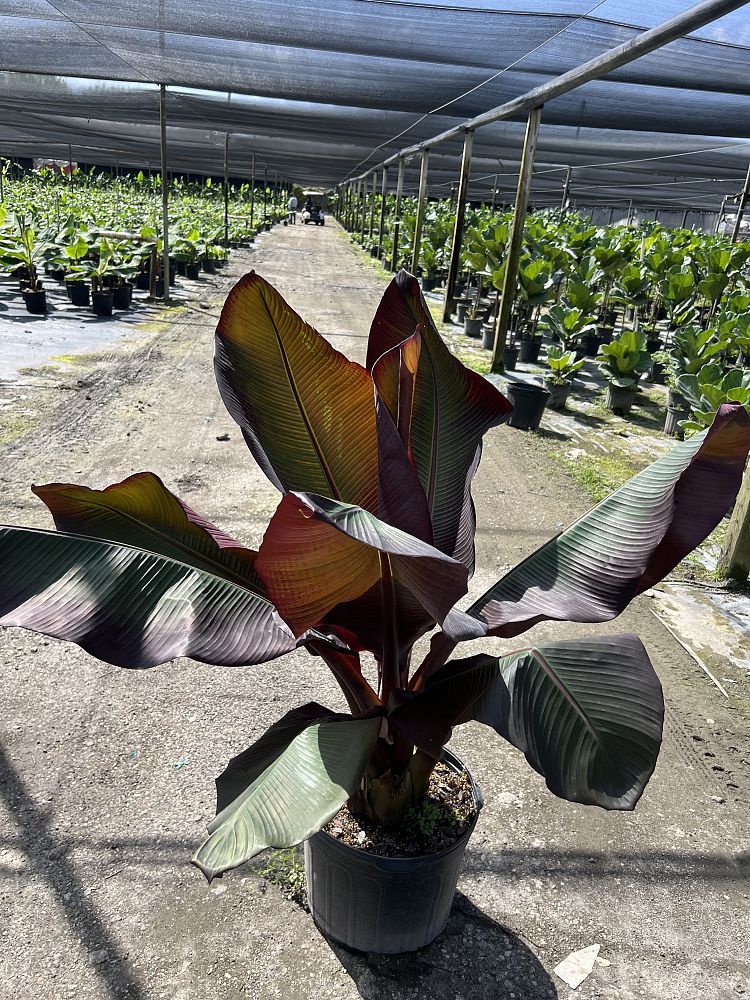 ensete-ventricosum-maurelii-musa-maurelii-maurelii-red-banana-abyssinian-banana