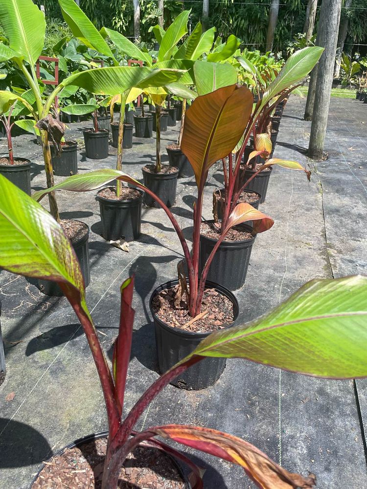 ensete-ventricosum-maurelii-musa-maurelii-maurelii-red-banana-abyssinian-banana