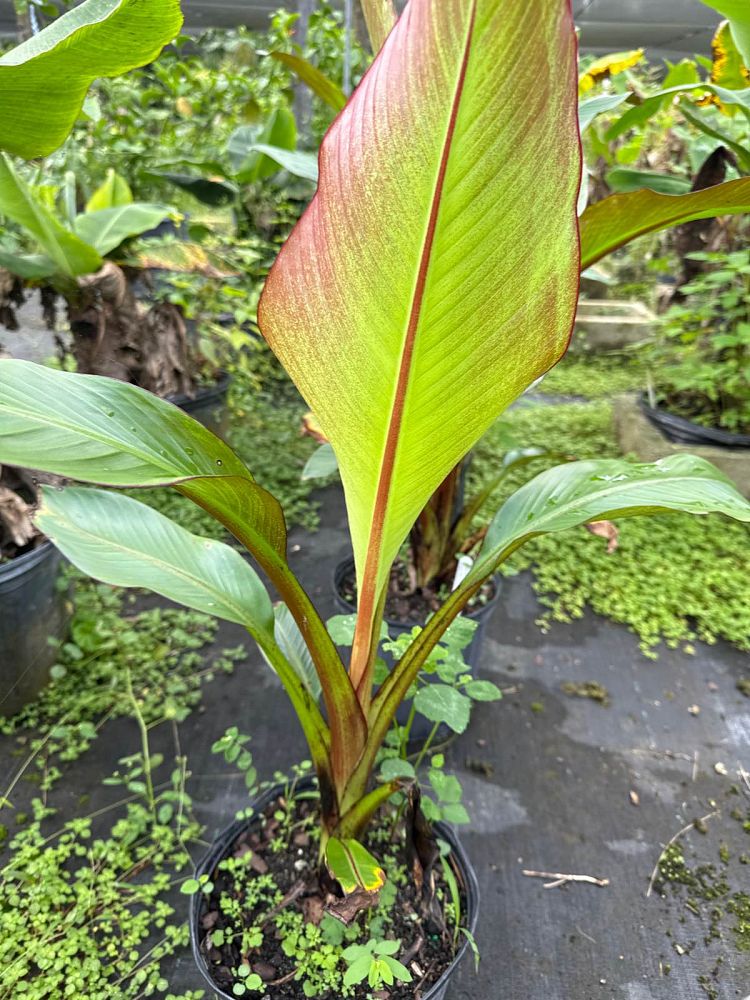 ensete-ventricosum-maurelii-musa-maurelii-maurelii-red-banana-abyssinian-banana
