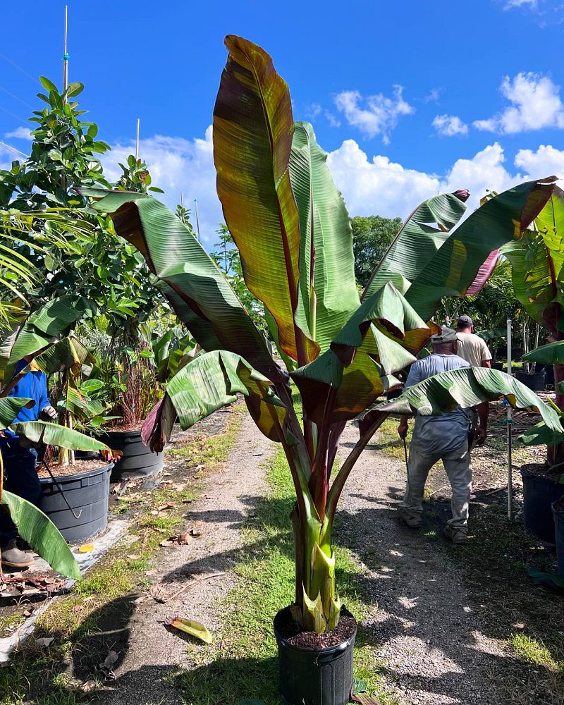 ensete-ventricosum-maurelii-musa-maurelii-maurelii-red-banana-abyssinian-banana