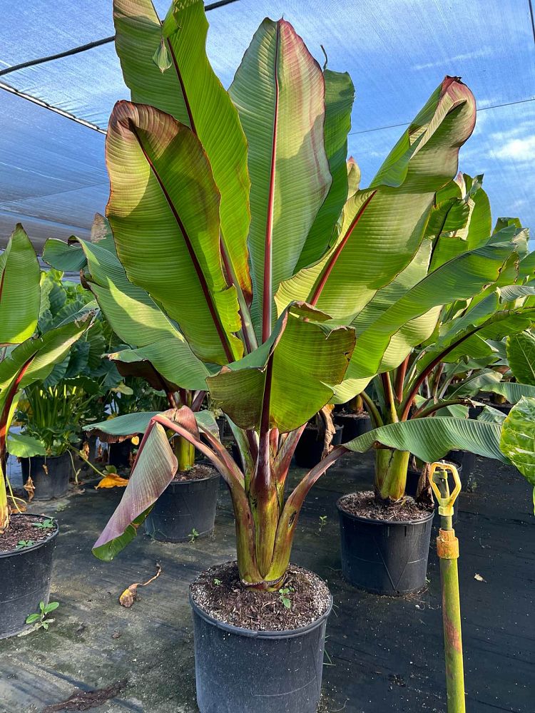 ensete-ventricosum-maurelii-musa-maurelii-maurelii-red-banana-abyssinian-banana