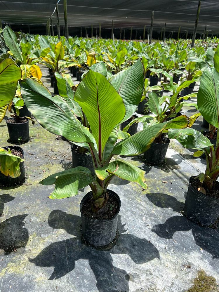 ensete-ventricosum-maurelii-musa-maurelii-maurelii-red-banana-abyssinian-banana