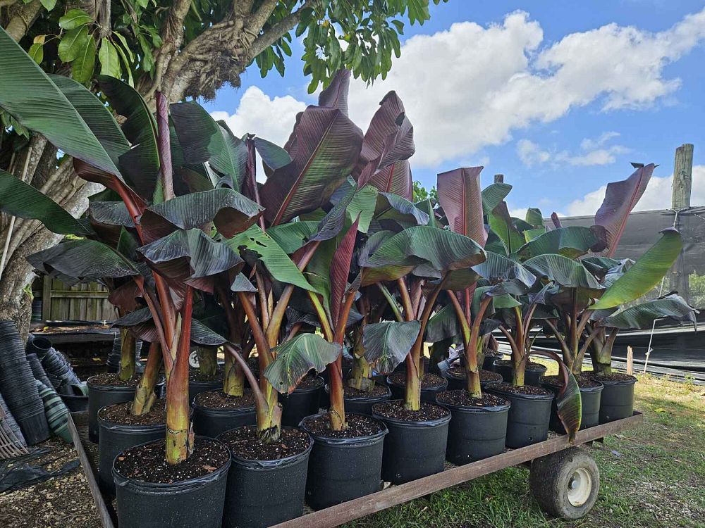 ensete-ventricosum-maurelii-musa-maurelii-maurelii-red-banana-abyssinian-banana