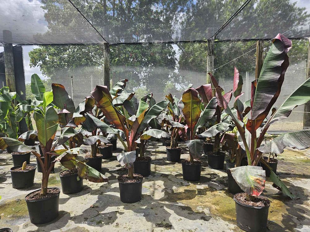 ensete-ventricosum-maurelii-musa-maurelii-maurelii-red-banana-abyssinian-banana