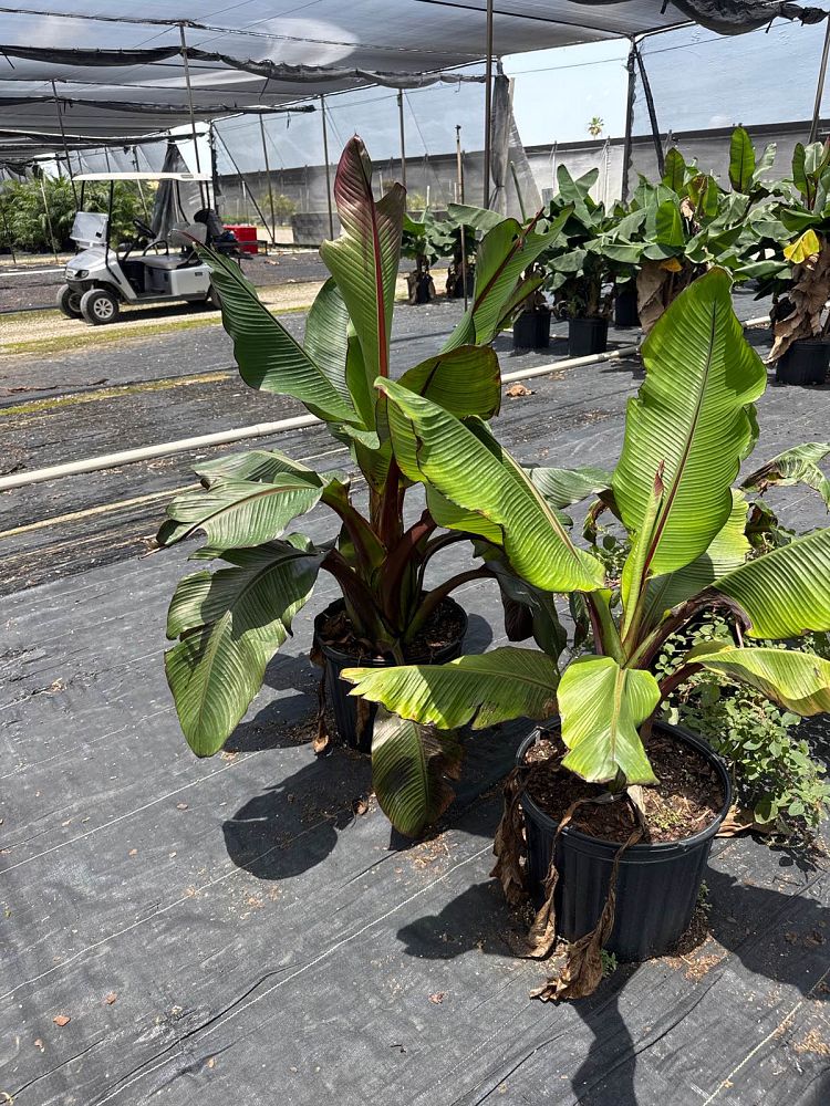 ensete-ventricosum-maurelii-musa-maurelii-maurelii-red-banana-abyssinian-banana