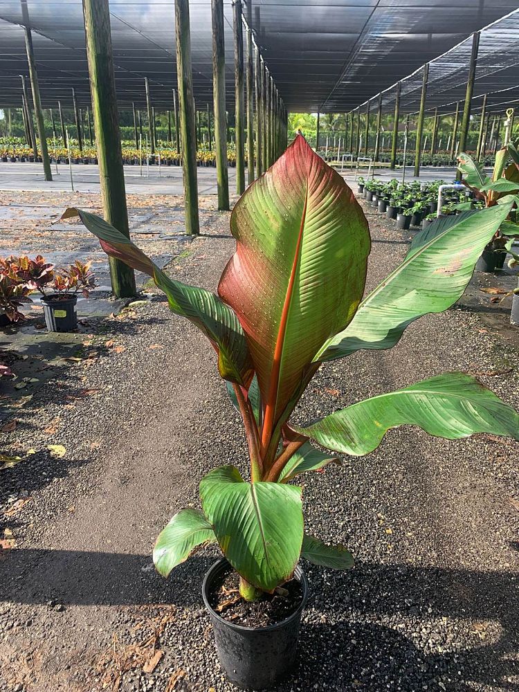 ensete-ventricosum-maurelii-musa-maurelii-maurelii-red-banana-abyssinian-banana