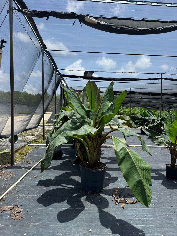 ensete-ventricosum-maurelii-musa-maurelii-maurelii-red-banana-abyssinian-banana