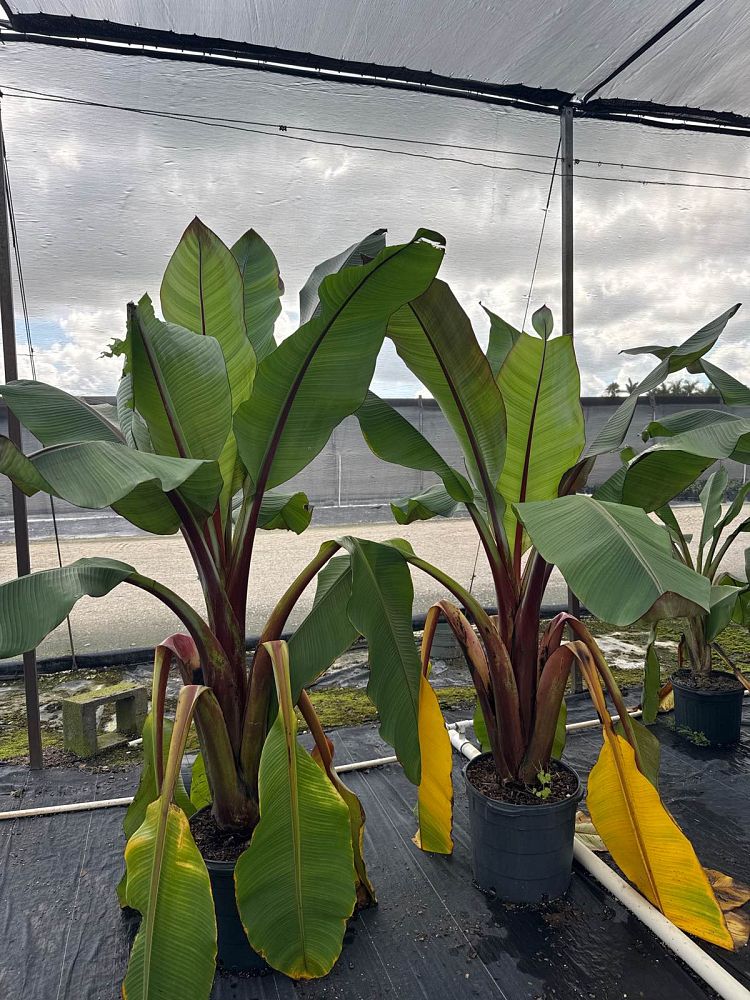 ensete-ventricosum-maurelii-musa-maurelii-maurelii-red-banana-abyssinian-banana