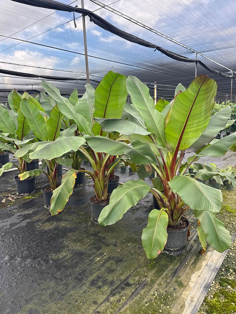 ensete-ventricosum-maurelii-musa-maurelii-maurelii-red-banana-abyssinian-banana