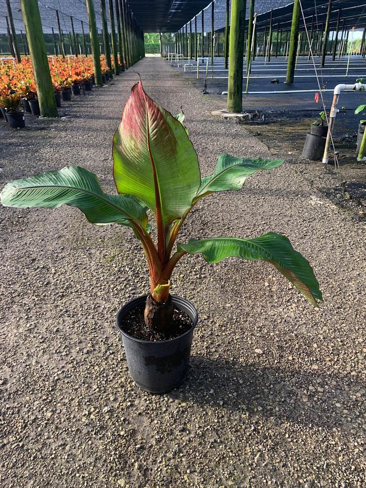 ensete-ventricosum-maurelii-musa-maurelii-maurelii-red-banana-abyssinian-banana