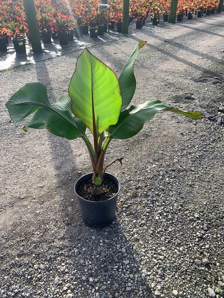 ensete-ventricosum-maurelii-musa-maurelii-maurelii-red-banana-abyssinian-banana