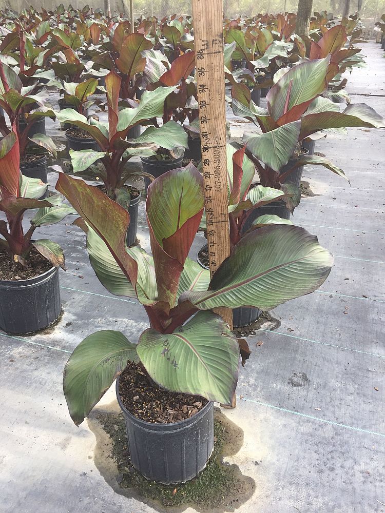ensete-ventricosum-musa-ensete-abyssinian-banana