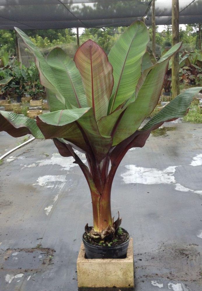 ensete-ventricosum-musa-ensete-abyssinian-banana