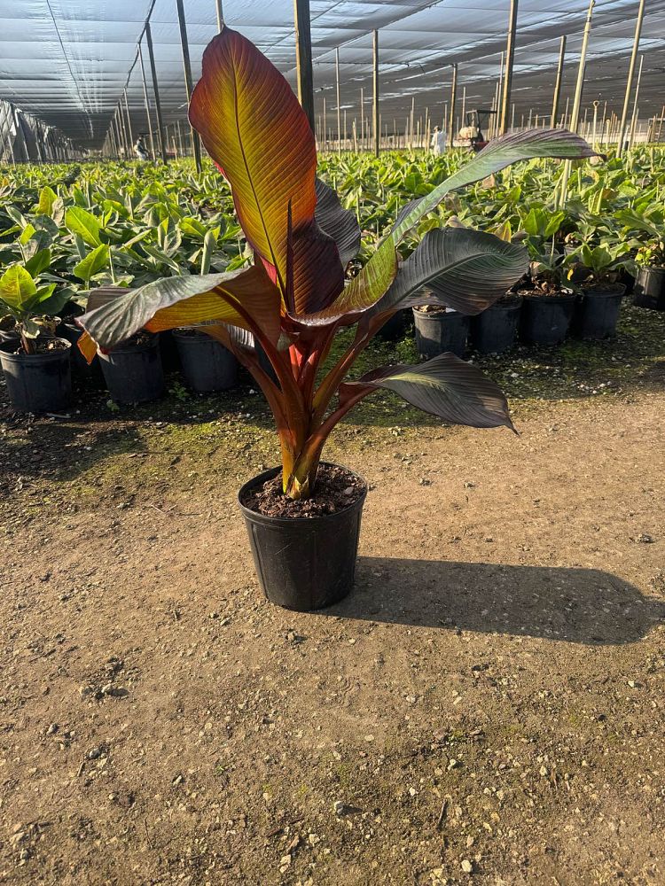 ensete-ventricosum-musa-ensete-abyssinian-banana