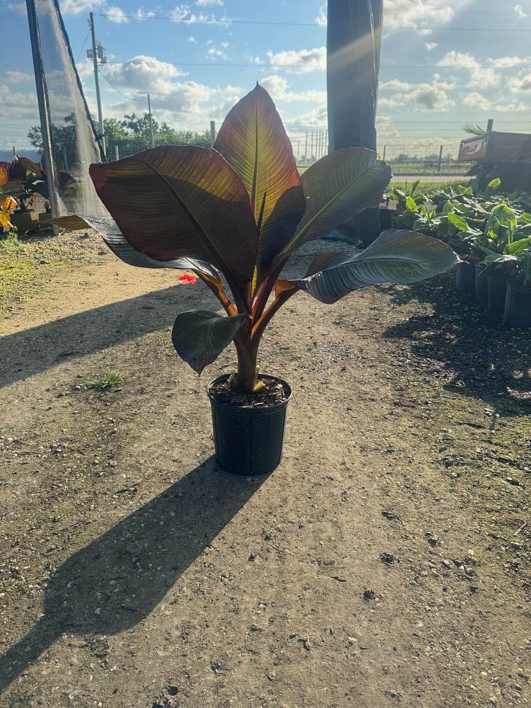 ensete-ventricosum-musa-ensete-abyssinian-banana