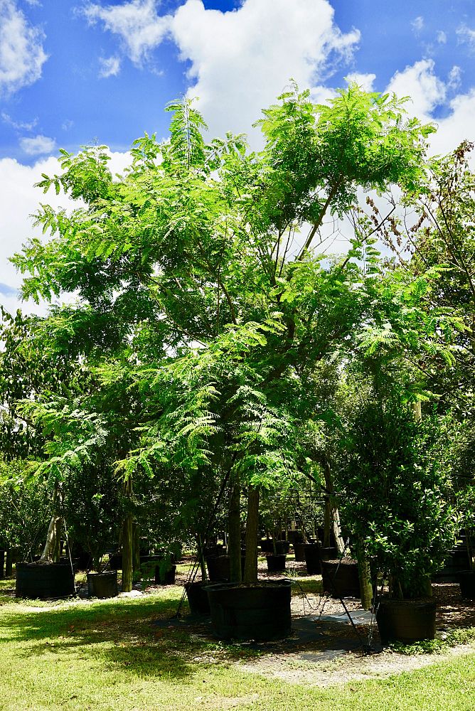 enterolobium-cyclocarpum-elephant-s-ear-monkey-ear-ear-pod-tree
