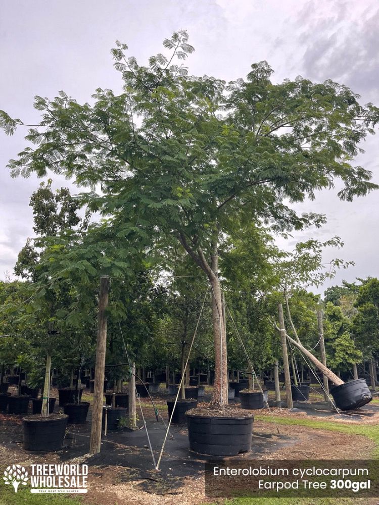 enterolobium-cyclocarpum-elephant-s-ear-monkey-ear-ear-pod-tree