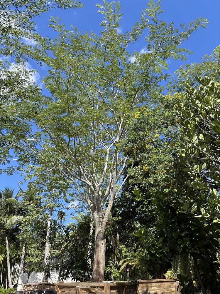 enterolobium-cyclocarpum-elephant-s-ear-monkey-ear-ear-pod-tree